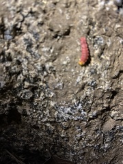 Microphotus angustus