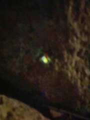 Microphotus angustus