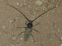 Enaphalodes hispicornis
