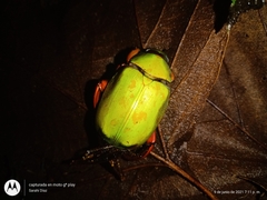 Chrysina macropus