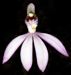Caladenia picta