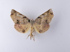 Ischalis gallaria