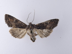 Meterana ochthistis