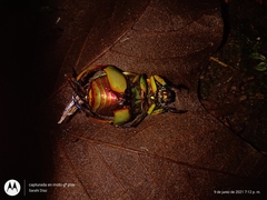 Chrysina macropus