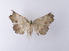 Ischalis gallaria