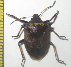 Glypsus conspicuus