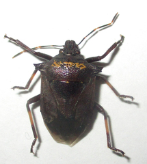 Glypsus conspicuus