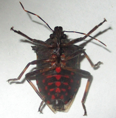 Glypsus conspicuus