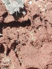 Trichomyrmex destructor