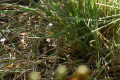 Aspidoscelis uniparens