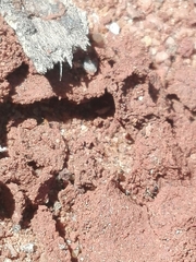 Trichomyrmex destructor