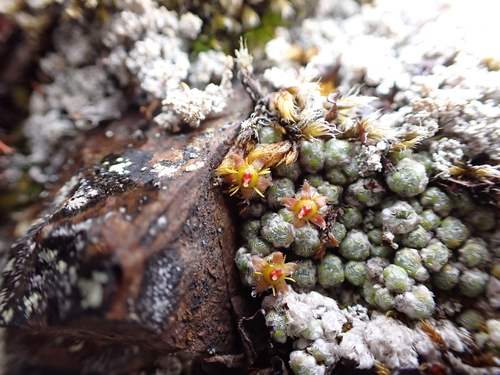 Image of Saxifraga eschscholtzii by (c) Matt Muir, some rights reserved (CC BY)