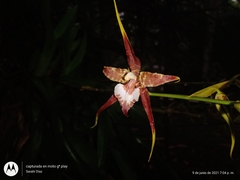 Rhynchostele cordata