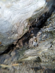 Camponotus vagus