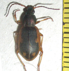 Chlaenius signatus