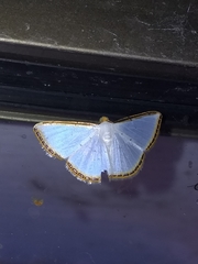 Leuciris