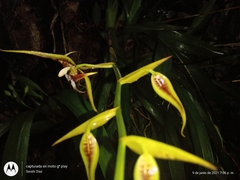 Rhynchostele cordata