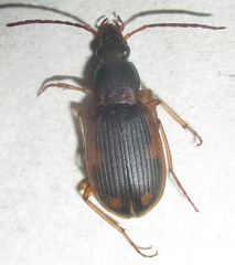 Chlaenius signatus