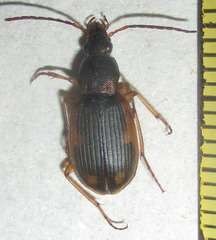 Chlaenius signatus