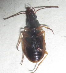Chlaenius signatus