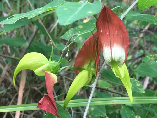 Crotalaria grevei