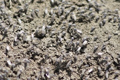 Ephydra