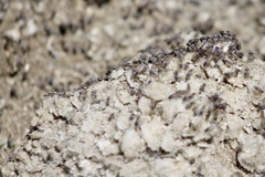 Ephydra