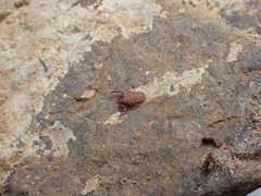 Wyochernes asiaticus