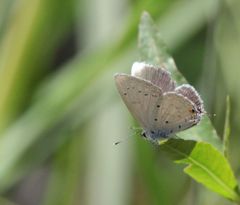 Eicochrysops hippocrates