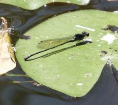 Pseudagrion hageni