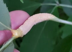 Puccinia sambuci