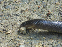Clelia equatoriana