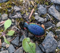 Carabus vietinghoffii