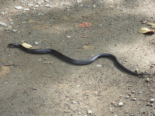 Equatorial Mussurana