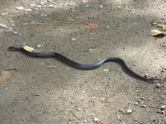 Clelia equatoriana
