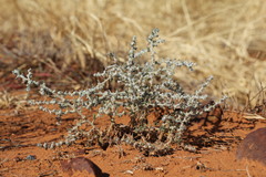 Sclerolaena cornishiana