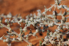 Sclerolaena cornishiana