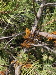 Arceuthobium vaginatum