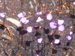 Utricularia dichotoma