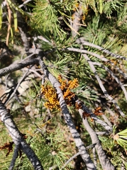 Arceuthobium vaginatum