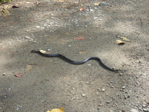 Equatorial Mussurana