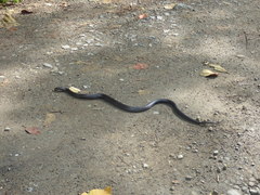 Clelia equatoriana