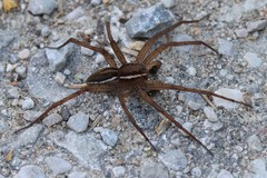 Dolomedes striatus