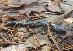 Plethodon variolatus