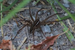 Dolomedes striatus