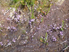 Utricularia dichotoma