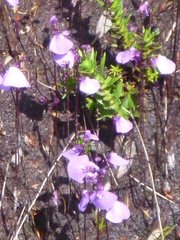 Utricularia dichotoma
