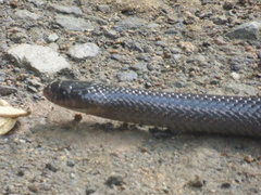 Clelia equatoriana
