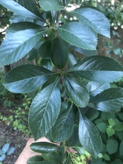 Crataegus crus-galli