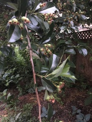 Crataegus crus-galli